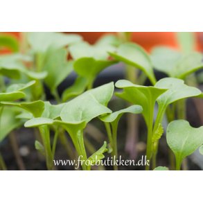 Spirer. Broccoli. Brassica oleracea convar. botrytis var italica. kologisk Fr