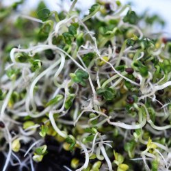 Spirer fr�. Broccoli. Brassica oleracea convar. botrytis var italica. Ca. 20 gram �kologiske fr�