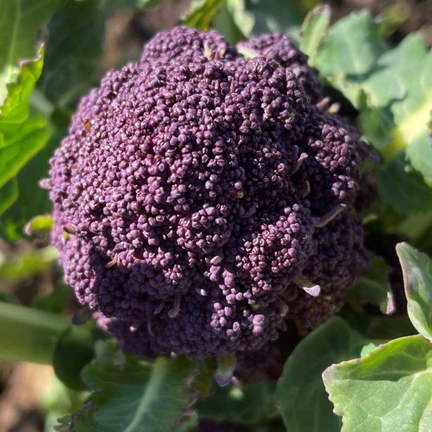 Broccoli fr� Summer purple. Brassica oleracea L. convar. Ca. 70 Fr�