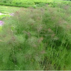 Bronzefennikel. Foeniculum vulgare. Fr.