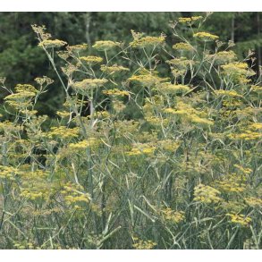 Bronzefennikel. Foeniculum vulgare. Fr.