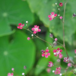 Brudesl�r fr�. Carmine. Gypsophila elegans. Ca. 7700 Fr�