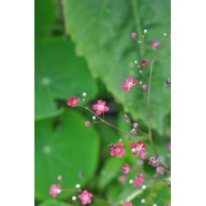 Brudeslr. Carmine. Gypsophila elegans. Fr