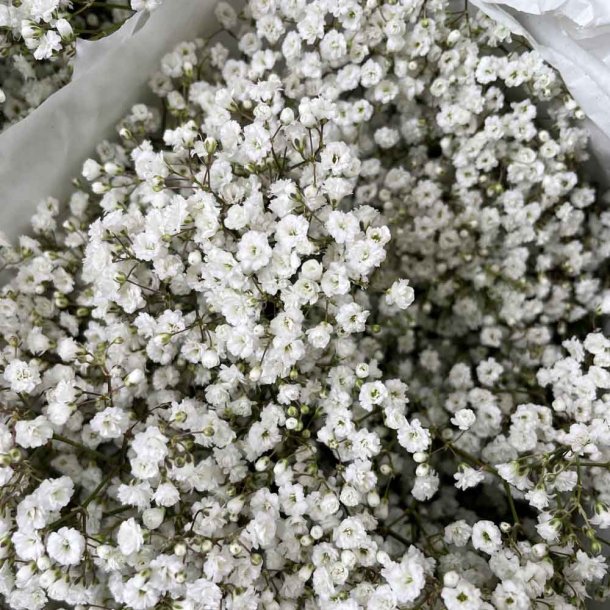 Brudesl�r fr�. Snowflake. Gypsophila paniculata. Ca. 500 Fr�