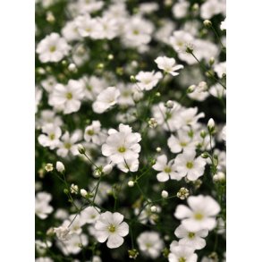 Brudeslr. Covent garden. Gypsophila elegans. Fr.