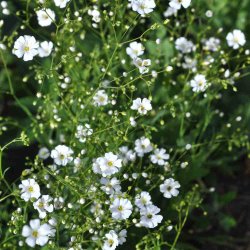 Brudesl�r fr�. Covent garden. Gypsophila elegans. Ca. 7700 Fr�.