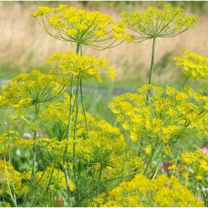 Dild. Floristens kmpe. Anethum graveolens. Fr