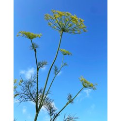 Dild. Floristens kmpe. Anethum graveolens. Fr