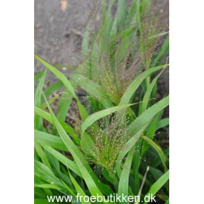 Grsser. Buketgrs. Panicum virgatum. Fontaine. Fr