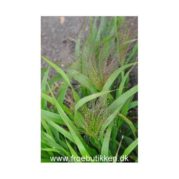 Grsser. Panicum virgatum. Buketgrs. Fontaine. Fr