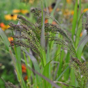 Gr�sser fr�. Bukethirse. Panicum violaceaum. Ca. 850 Fr�.