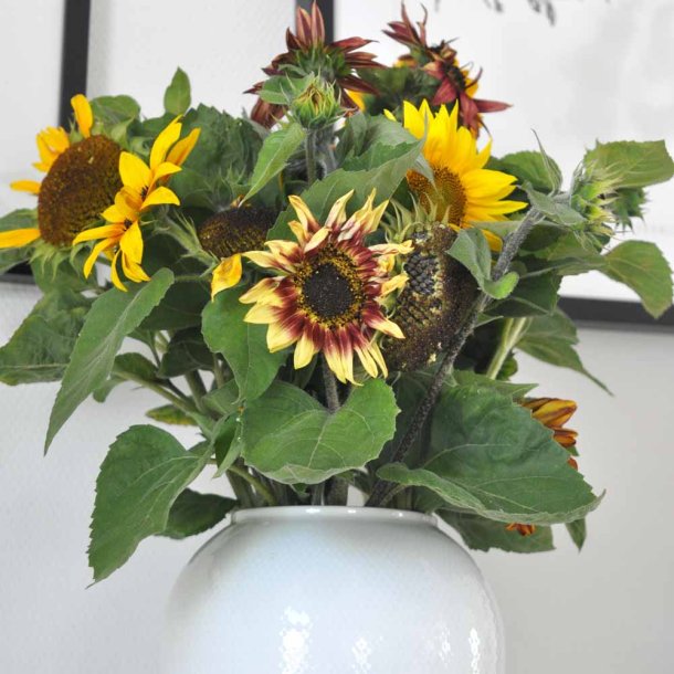 Solsikke fr�. Buketsolsikker. Helianthus annuus. Ca. 125 Fr�