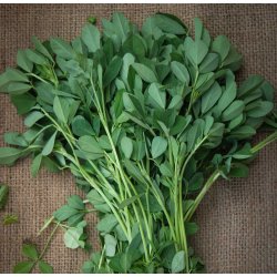 Bukkehorn. Trigonella foenum-graecum. Fr