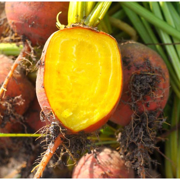 Rdbeder. Burpees golden. Beta vulgaris.  Fr.