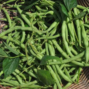 B�nner fr�. Kylian. Buskb�nner. Phaseolus vulgaris. XL pose. Ca. 480 Fr�.