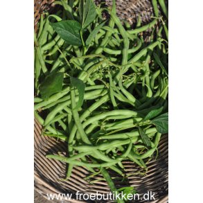 Bnner. Kylian. Buskbnner. Phaseolus vulgaris. Fr.