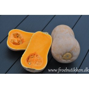 Grskar. Waltham butternut. Curcurbita mochata. kologisk. Fr
