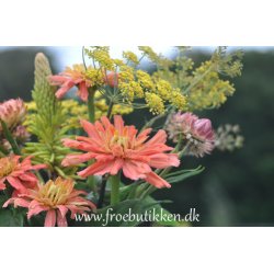 Bronzefennikel. Foeniculum vulgare. Fr.