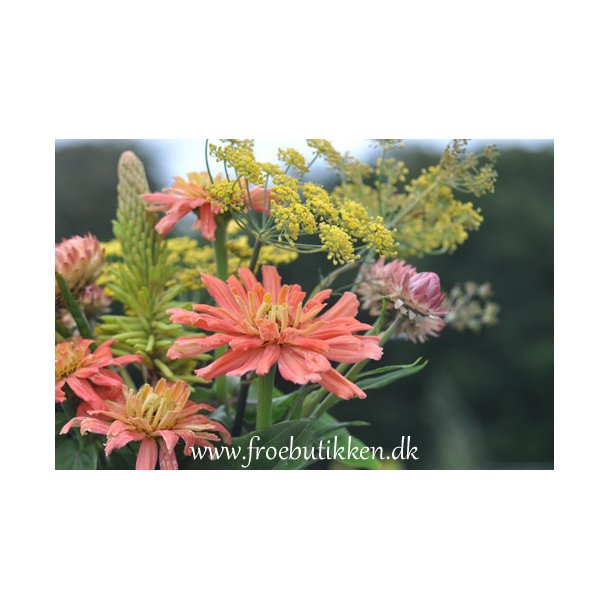 Frkenhat. Cactus giant senorita Zinnia elegans. Fr