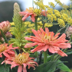 Fr�kenhat fr�. Cactus giant senorita. Zinnia elegans. Ca. 200 Fr�