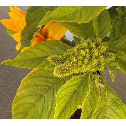 Amaranter. Green Calaloo. Amaranthus tricolor. Fr