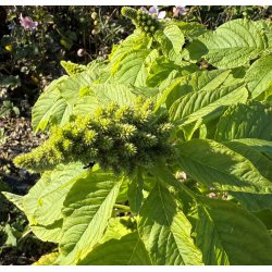 Amaranter. Green Calaloo. Amaranthus tricolor. Fr
