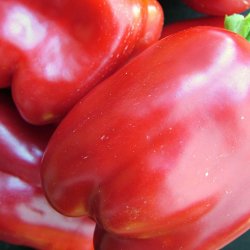 Peber fr�. California wonder. Capsicum annuum. Ca. 12 Fr�