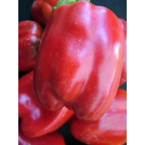 Peber California wonder. Capsicum annuum. Fr