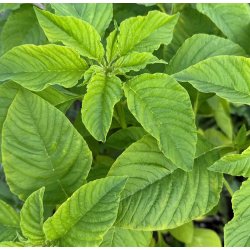 Amaranter. Green Calaloo. Amaranthus tricolor. Fr