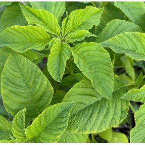 Amaranter. Green Calaloo. Amaranthus tricolor. Fr