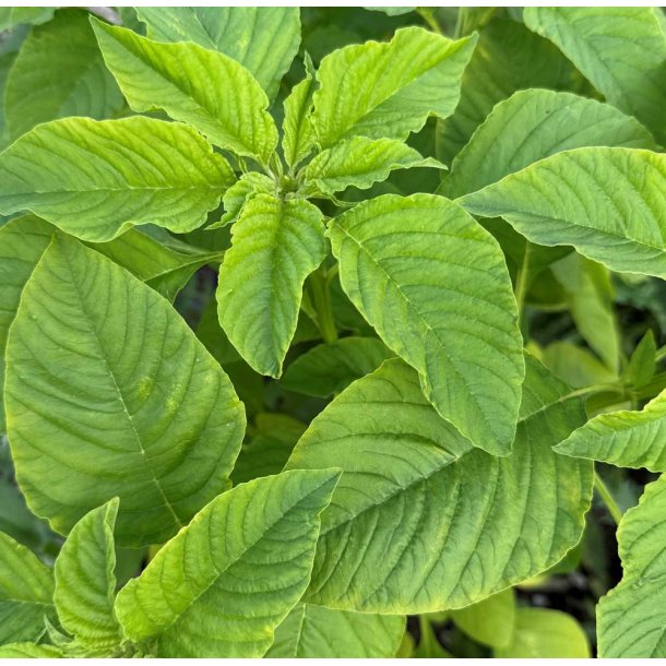 Amaranter. Green Calaloo. Amaranthus tricolor. Fr