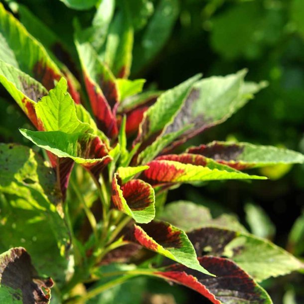 Amaranter fr�. Calaloo. Amaranthus tricolor. Ca. 2400 Fr�