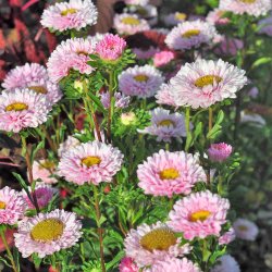 Sommerasters fr�. Matsumoto Pink. Callistephus chinensis. Ca. 160 Fr�