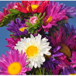 Sommerasters. Single mixed. Callistephus chinensis. Fr