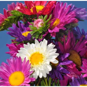 Sommerasters. Single mixed. Callistephus chinensis. Fr