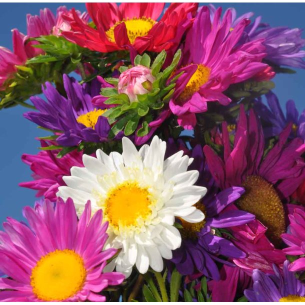 Sommerasters. Single mixed. Callistephus chinensis. Fr