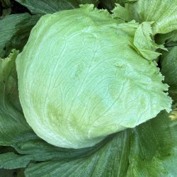 Salat fr�. Calmar. Lactuca sativa. 