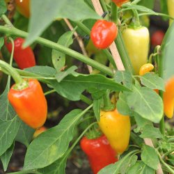 Chili fr�. Caloro. Capsicum annuum. Ca. 10 fr�