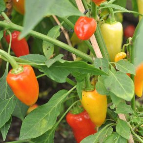 Chili fr�. Caloro. Capsicum annuum. Ca. 10 fr�