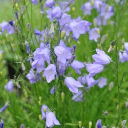 Bl�klokke fr�. Campanula rotundifolie. Ca. 4000 Fr�