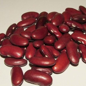 B�nner fr�. Canadian wonder. Kidney. Phaseolus vulgaris. Buskb�nner. Ca. 30 Fr�.