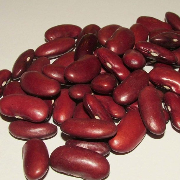 B�nner fr�. Canadian wonder. Kidney. Phaseolus vulgaris. Buskb�nner. Ca. 30 Fr�.
