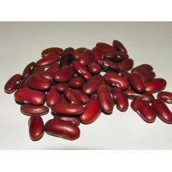 Bnner. Canadian wonder. Kidney. Phaseolus vulgaris. Buskbnner. Fr.