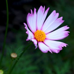 Stolt kavaler fr�. Sensation Candy stripe. Cosmos bipinnatus.Ca. 540 Fr�