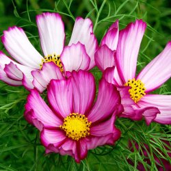 Stolt kavaler fr�. Sensation Candy stripe. Cosmos bipinnatus.Ca. 540 Fr�
