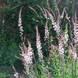 Torskemund fr�. Canon J. Went. Linaria purpurea. Ca.1450 Fr�