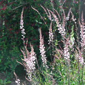 Torskemund fr�. Canon J. Went. Linaria purpurea. Ca.1450 Fr�