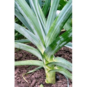 Porre. Carentan 2. Allium porrum. kologisk. Fr