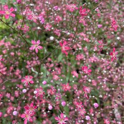 Brudesl�r fr�. Carmine. Gypsophila elegans. Ca. 7700 Fr�