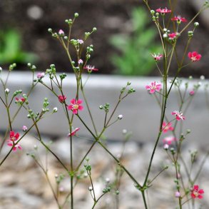 Brudesl�r fr�. Carmine. Gypsophila elegans. Ca. 7700 Fr�